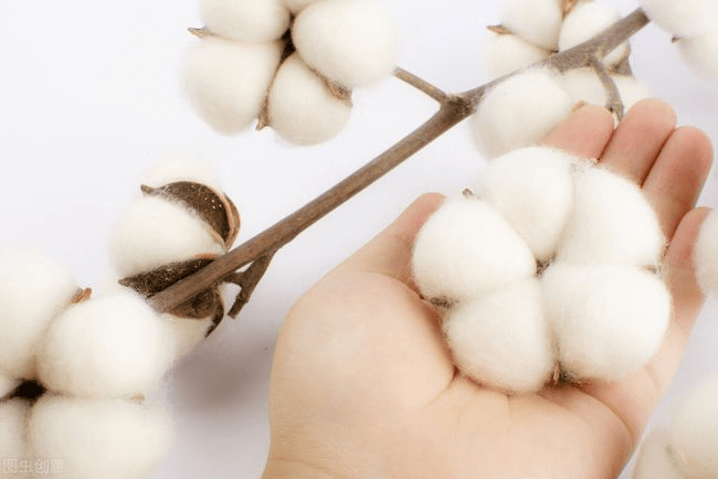 2021年的春天，最美的花开在中国——“新疆棉花”
