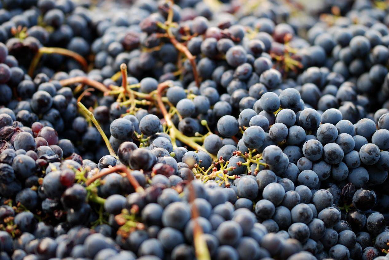 罗城毛葡萄酿之成美酒令人饮不足