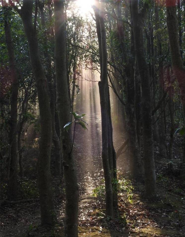 梧桐山道上的一米阳光，透过茂密的树林投射下来