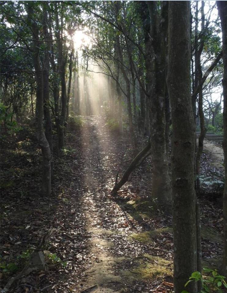 梧桐山道上的一米阳光，透过茂密的树林投射下来