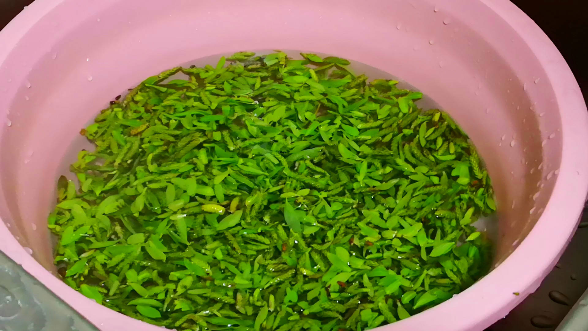 老家带来的野菜,城里有钱买不到,网友:好多年没吃了,眼馋_柳芽