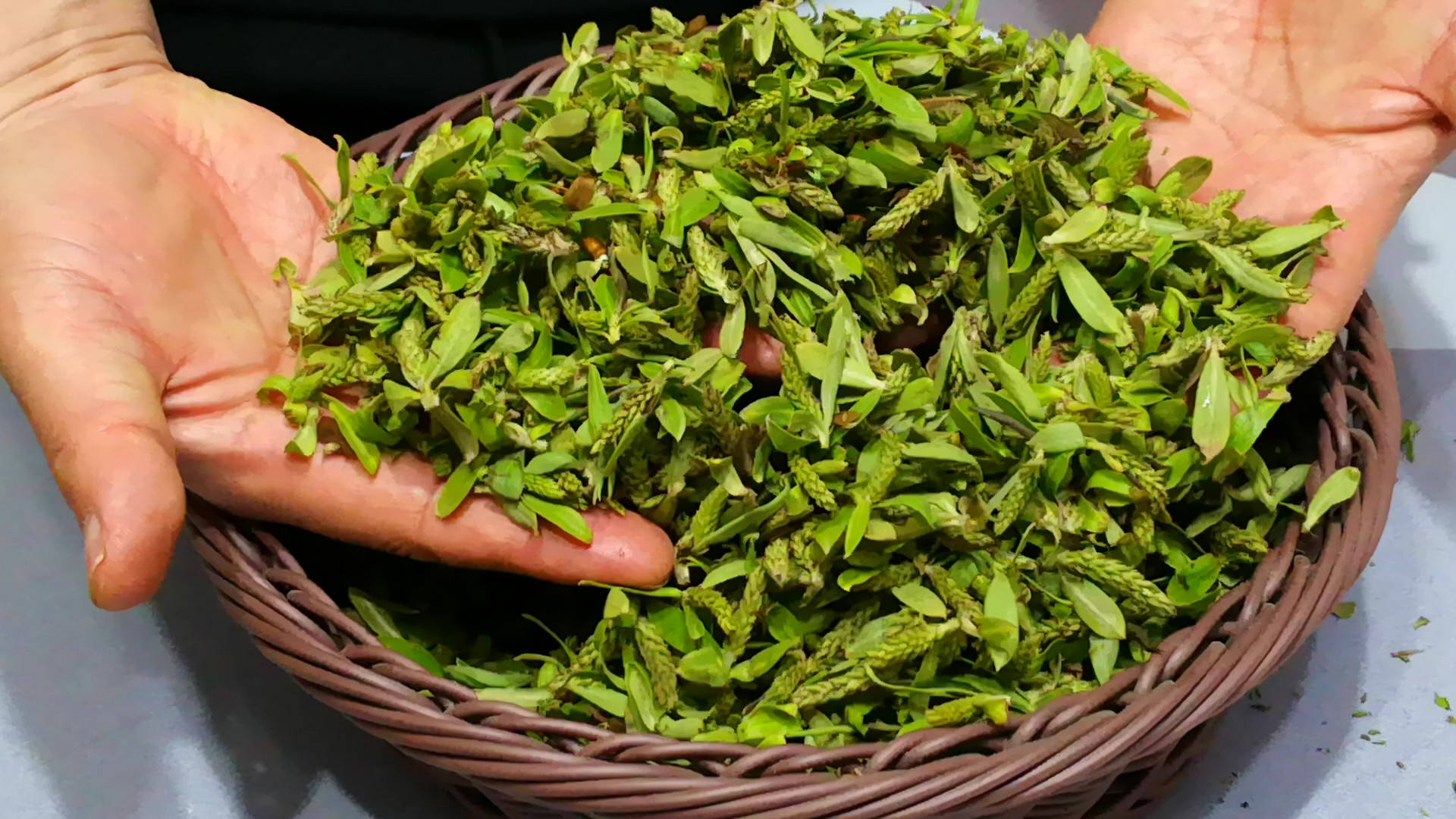 老家带来的野菜,城里有钱买不到,网友:好多年没吃了,眼馋_柳芽