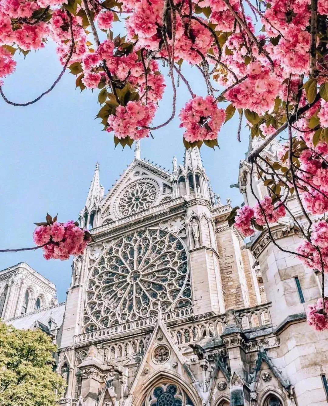 樱花季观赏去哪里？巴黎最佳赏樱地点推荐！