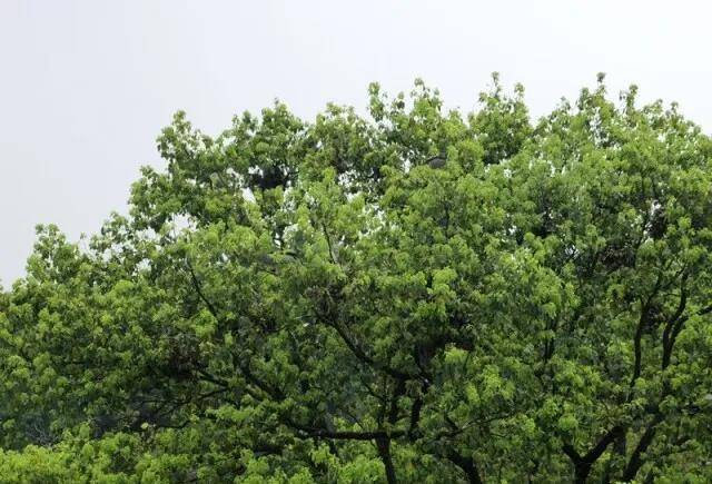 惊奇！长沙这家医院的树上“长满鹭鸟”