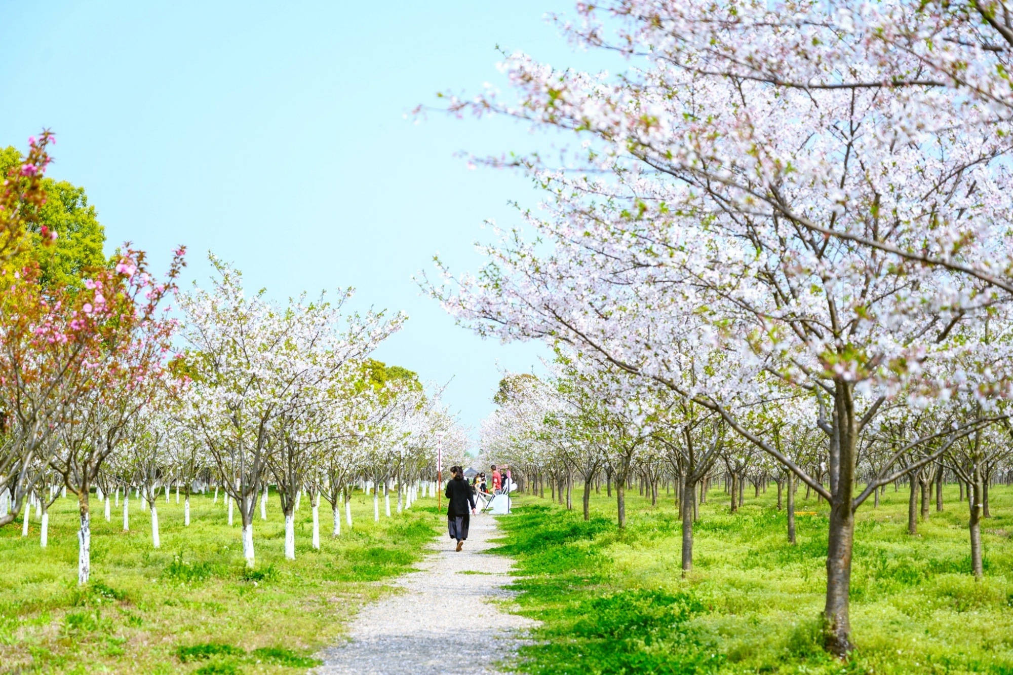 杭州周边赏樱好去处，钱塘江边6000多株樱花正盛开，不要门票