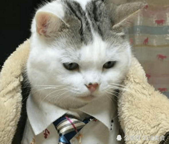 搞笑段子:老公今年给我买个貂吧,老公说:我给你买个老鹰吧!