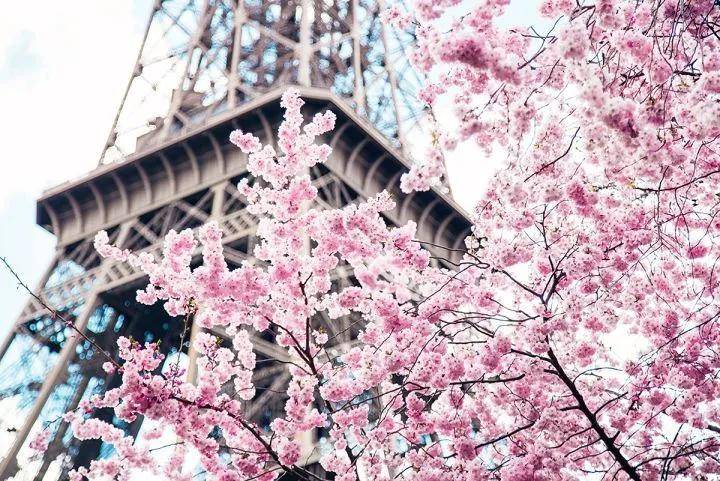 樱花季观赏去哪里？巴黎最佳赏樱地点推荐！