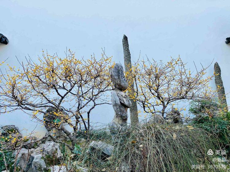 参观“金陵第一园”瞻园，被称为江南四大名园之一，欣赏满园腊梅
