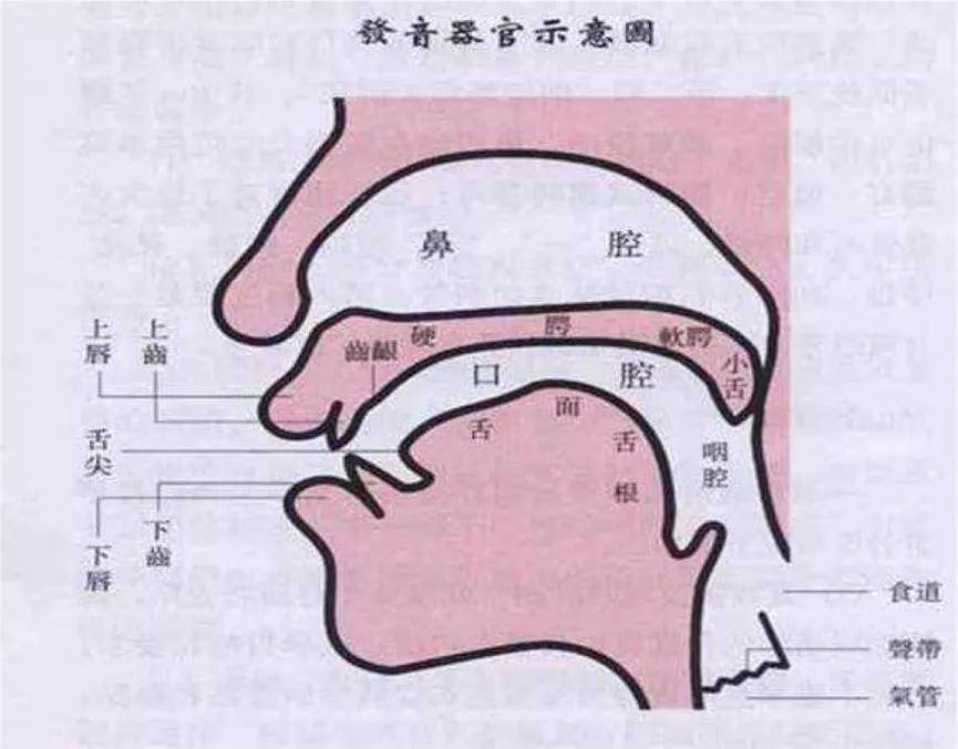 po,mo"三个音;2)上齿和下唇触碰—发出"fo"音;3)舌尖和上齿背触碰