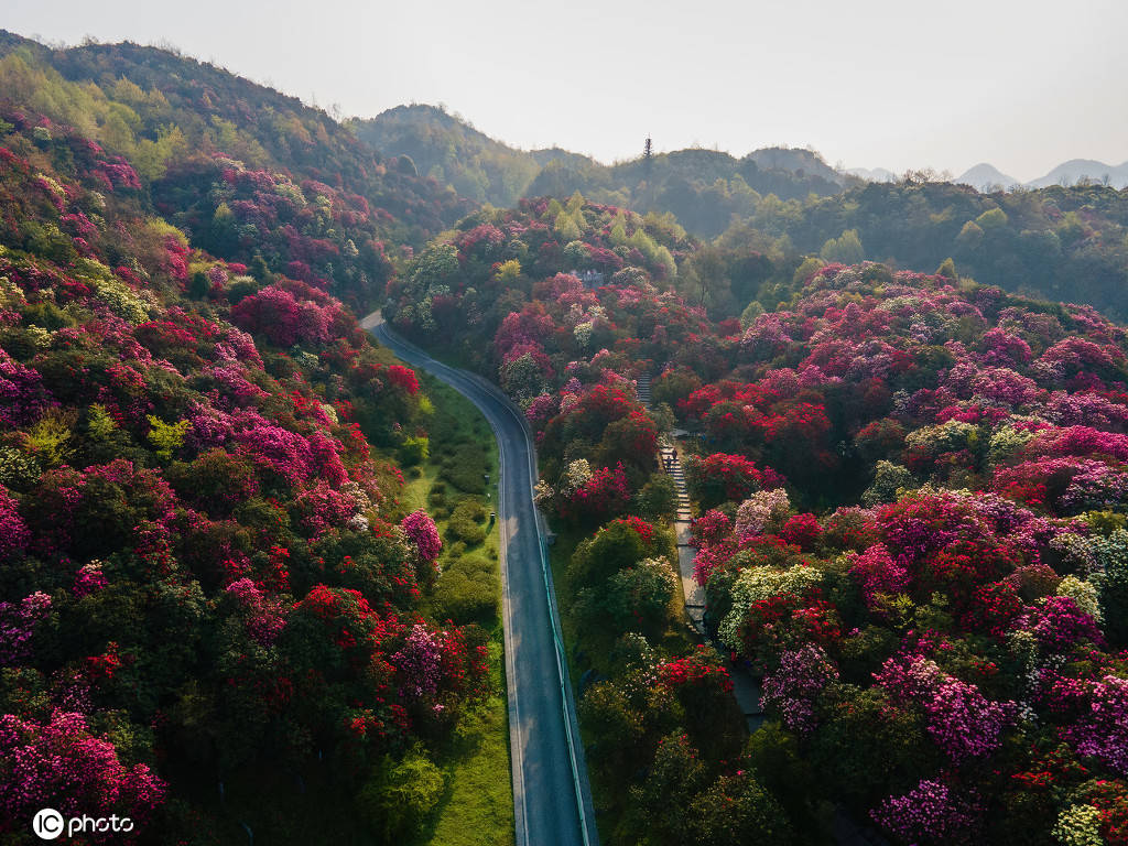 龙泉山百里杜鹃图片