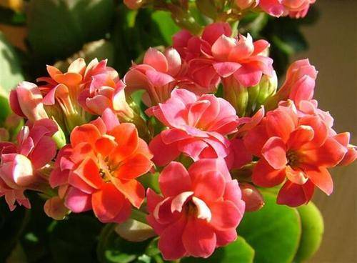 家庭养花选它 花开0天以上 花苞一茬接一茬 是家庭盆栽佳品 开花