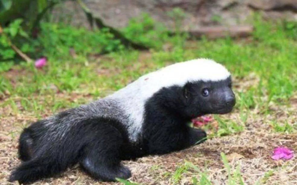 非洲平头哥专吃毒蛇其实这种动物才是眼镜蛇的天敌