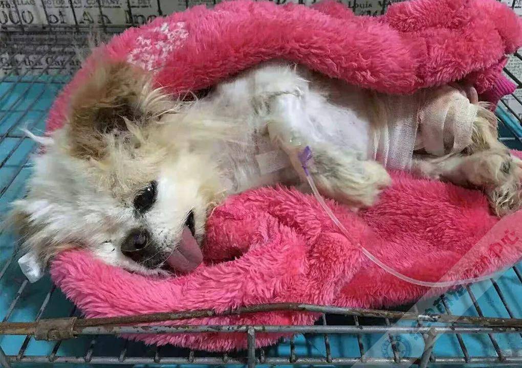 肚子烂了个大洞的小狗获救后又遭两次被抛弃