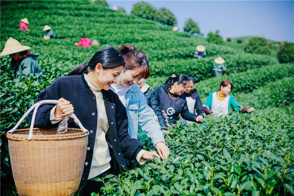 采茶图片真实照片图片