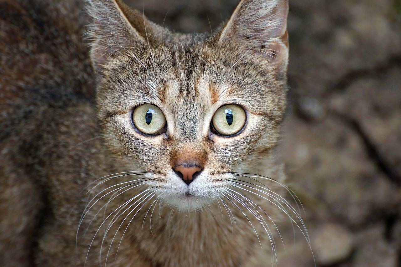 一分钟科普猫咪的嗅觉人类的视觉