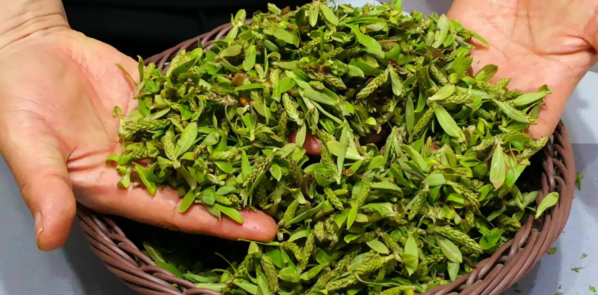 老家带来的野菜,城里有钱买不到,网友:好多年没吃了,眼馋