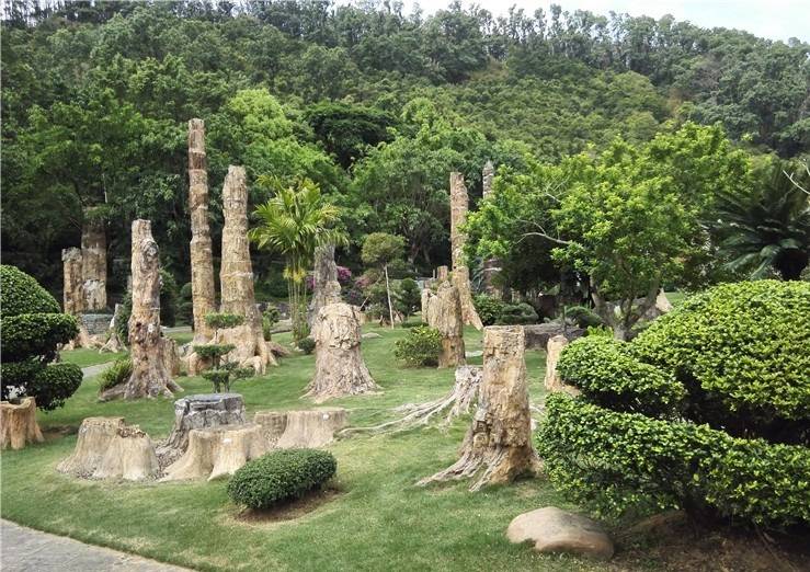 深圳仙湖植物园的化石森林，和上亿年前的树木来一场邂逅吧