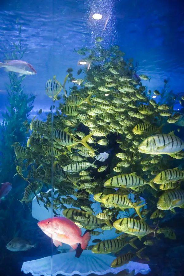 最美海底4月天赏春踏青漫步海底清明假期青岛旅游推荐