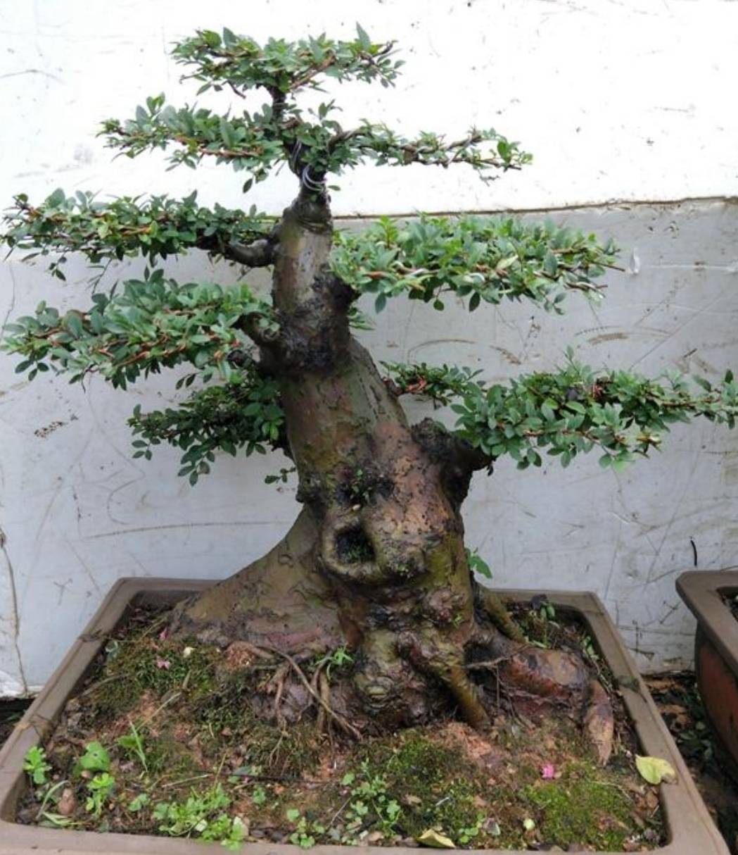 附墙榆树盆景 4bde3aa073ef47f5b83025c45bf6ed2e.jpeg