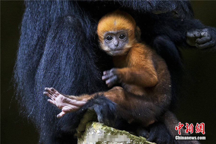 撒娇还卖萌你见过这样的黑叶猴宝宝吗