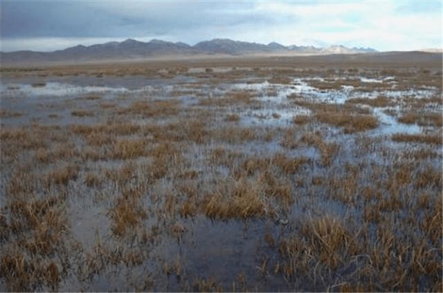 二战苏军飞行员遗体,身处沼泽55年,被找到时身体不腐