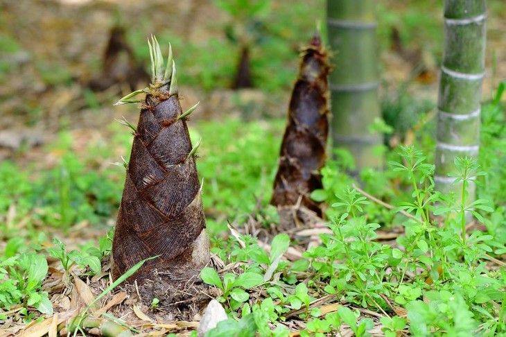 冬天的竹笋长不成竹子?并非如此!要看是在冬至前还是冬至后