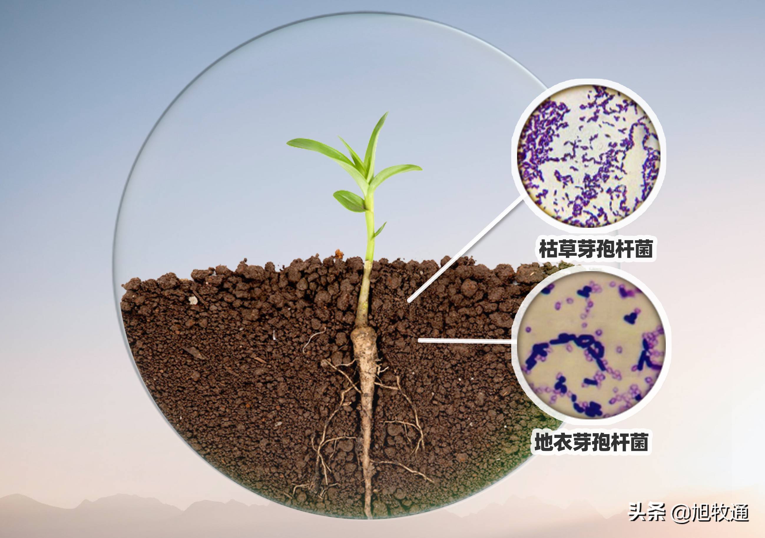 微生物菌和矿源黄腐酸钾的完美相遇 重茬 连作障碍统统搞定 土壤