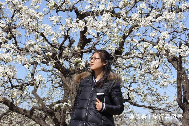 最美人间四月天，北京4个赏花好去处，全部免费