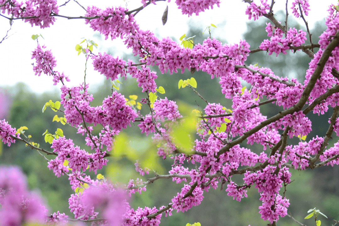 山花烂漫 太平国家森林公园邀您共赏紫荆美景