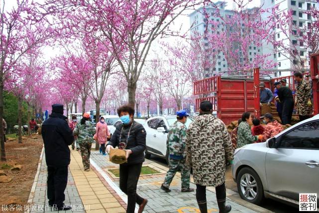紫荆花装扮一座城，汝州市变身旅游示范区