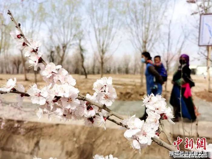 每日资讯 |青海:高原春来晚,黄河岸畔率先开启赏花季