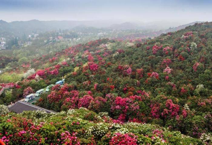 贵州满山的红杜鹃火了，花开靓丽惊艳时光，清明假期别错过了