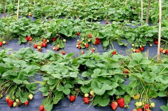 之前“大火”的草莓采摘园，如今生意冷淡，为何城里人不爱去了？