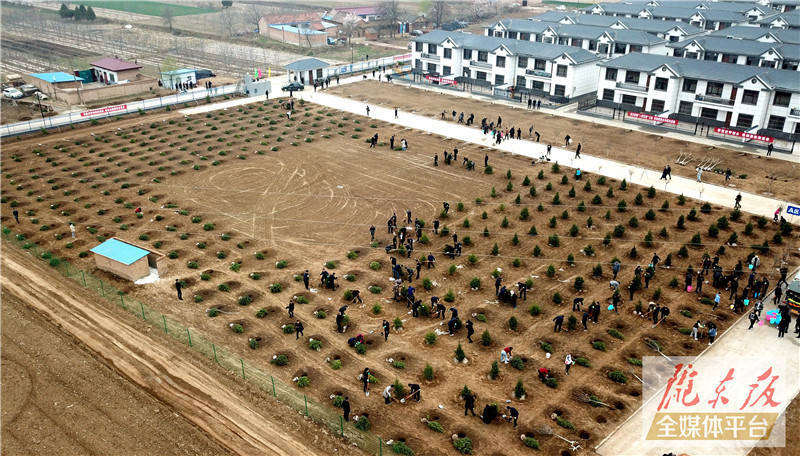 工作部门主要负责人还前往庆城县驿马镇儒林村集中开展了义务植树活动