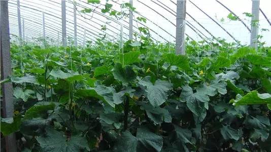 大棚蔬菜种出致富好前景 构建无公害的现代蔬菜生产基地_种植户