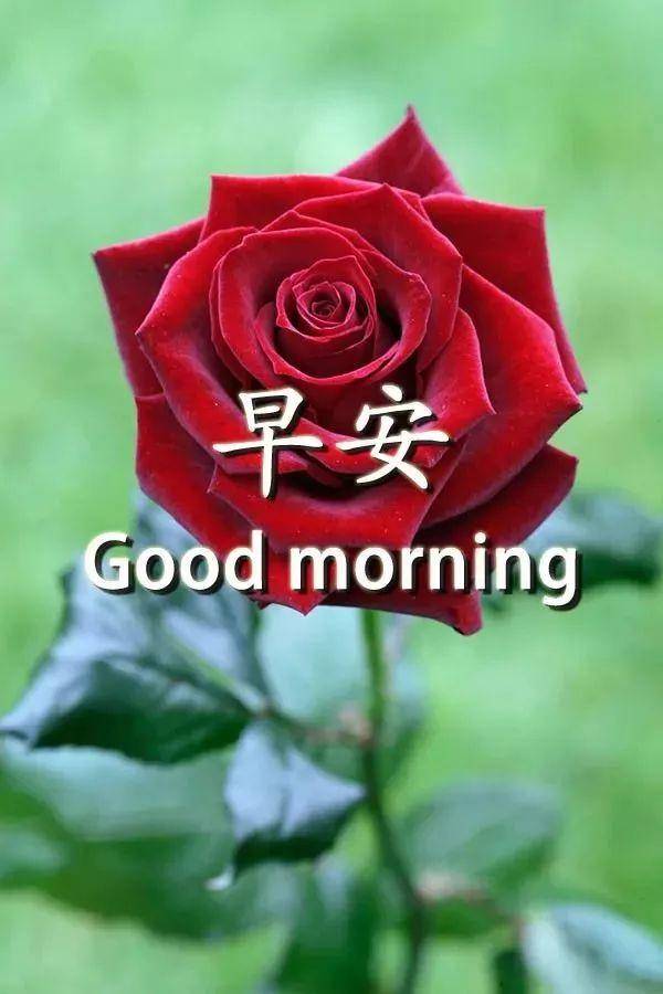 周一早上好,最漂亮的早上好图片温馨祝福送不停!-搜狐大视野-搜狐新闻