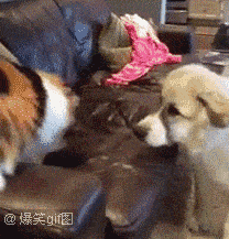 9668fcc34ea84146a6941c64ced258f7.gif