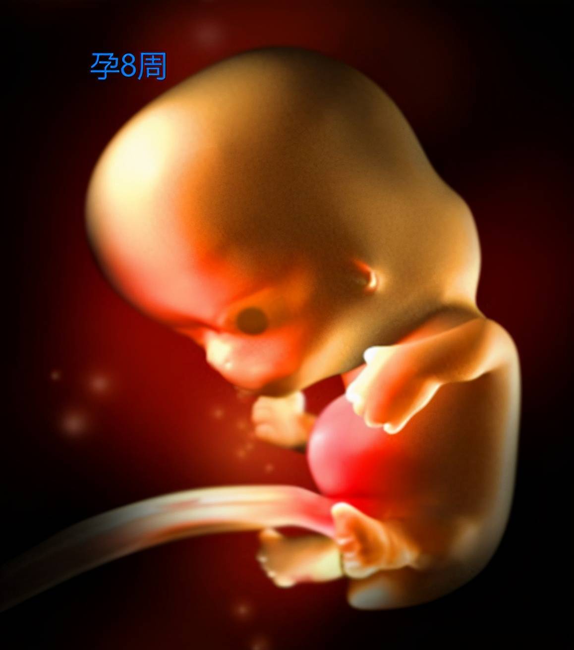 精子与卵子图片素材-编号07989514-图行天下