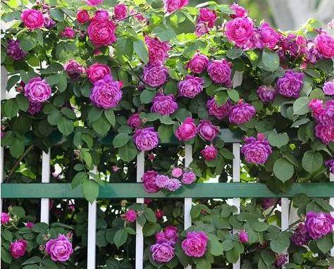 原创阳台再小也要养一株蔷薇花开花一串接一串美极了