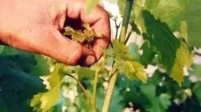 葡萄摘心技术要领 主 侧蔓延长枝如何摘心 完全版 花序 葡萄摘心技术要领 主 侧蔓延长枝如何摘心 完全版 花序