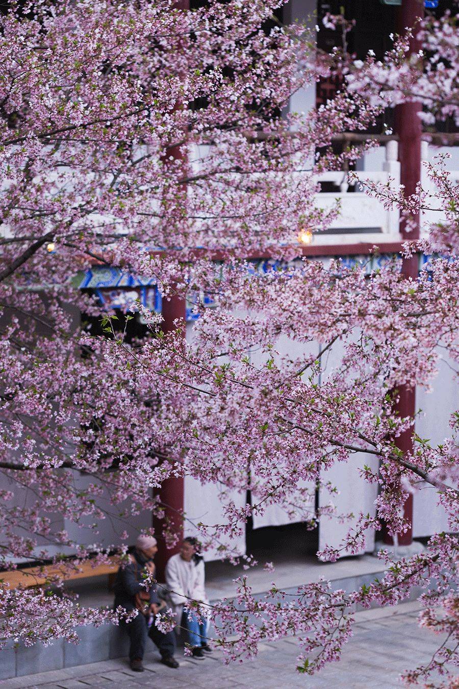 春日五祖寺茶会：花落之前，莫错过