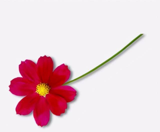 让歌声跨越时空,送你一朵小红花,王源发文悼念赵英俊_音乐