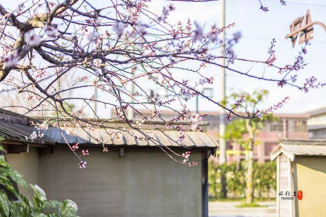 两年前去的日本怎么和现在去的不一样，感觉自己看了假日本樱花