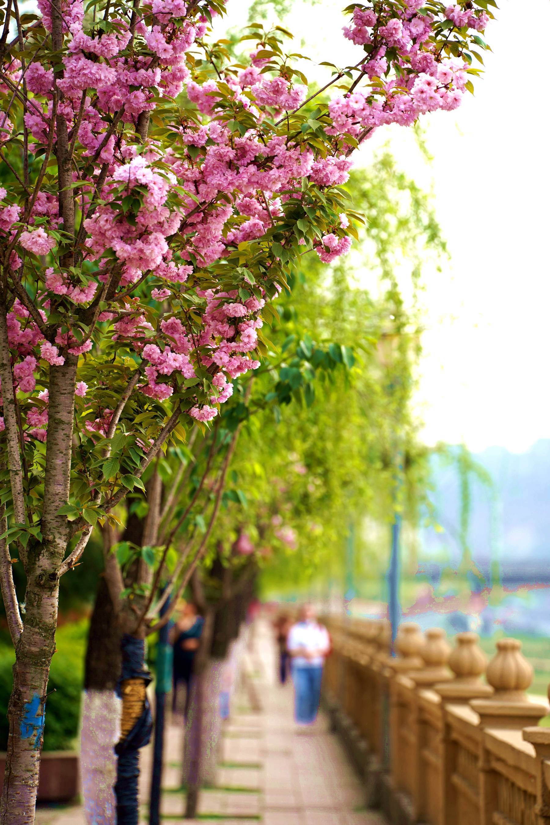 长广溪湿地公园樱花图片