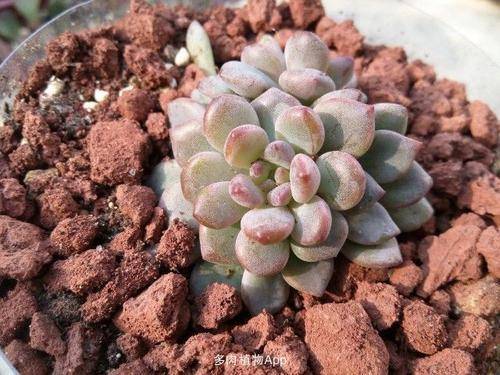 多肉怎么换盆根部长得快 50a5618ab2204dd085d331912676c1c1.jpeg