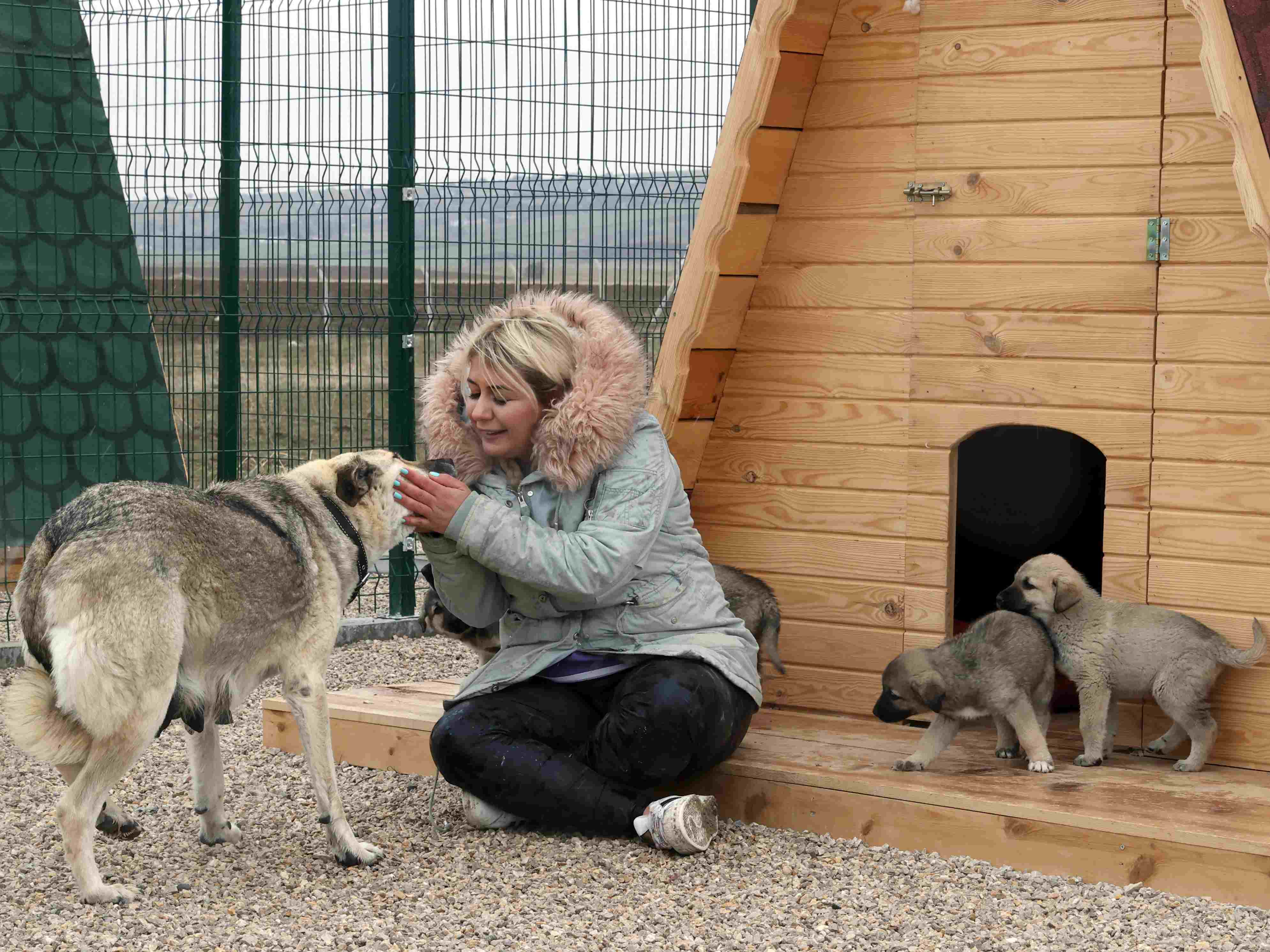土耳其女子建立收容所 悉心照顾流浪动物