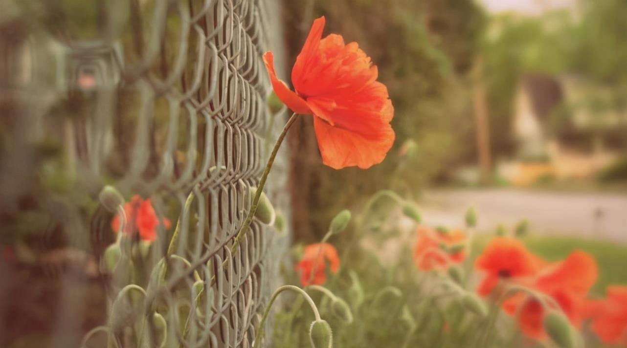 性格耿直 快人快语 经常得罪人的生肖 冒犯人而不自知 有你吗 小人