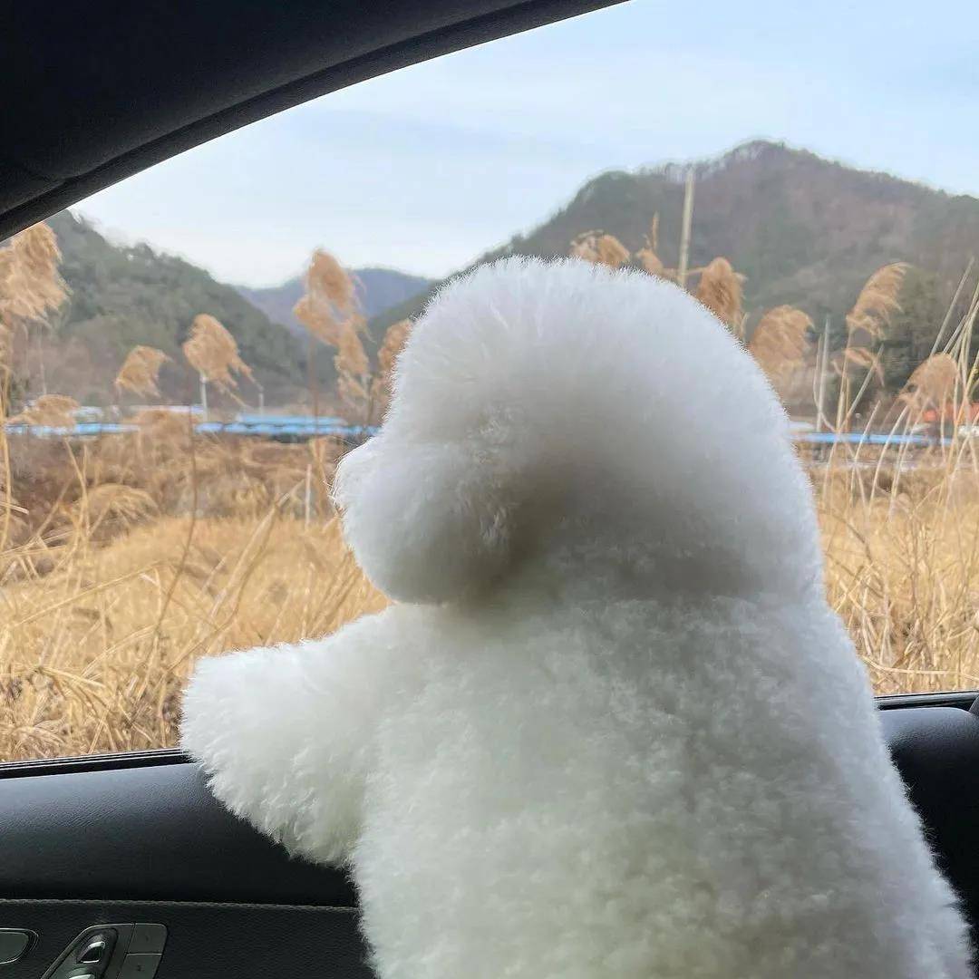 靠"背影"走红的小狗,半年后发福了,现在靠表情包圈粉