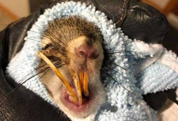其实所有松鼠都有不停生长的门牙,但它们通常会通过吃树皮和磨坚果来