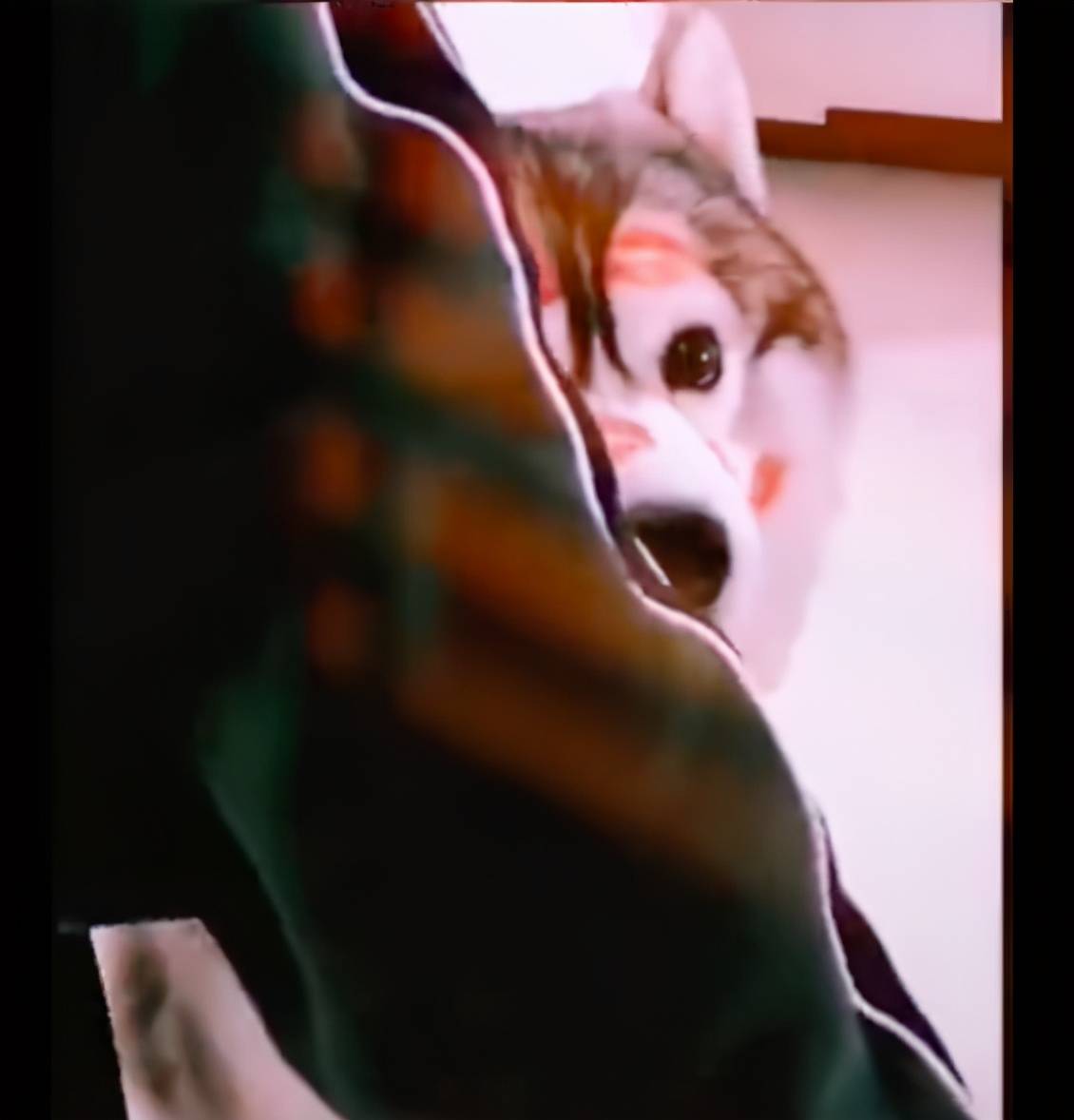 以为寻主启示的狗画像不靠谱 看了它真实样子后 直呼是灵魂画手 狗狗